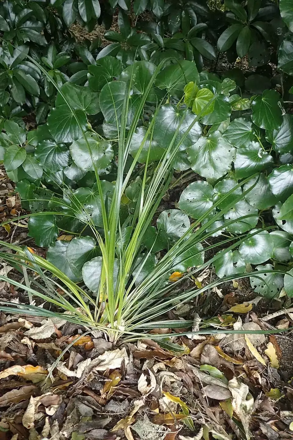 Giant Cutty Grass (Gahnia xanthocarpa)