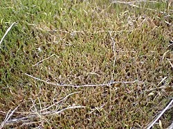 Gaimardia (Gaimardia setacea) hero image