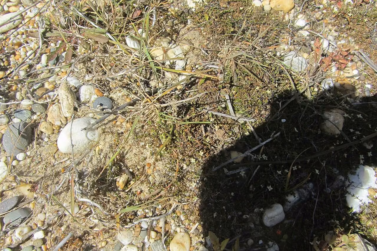 Galium perpusillum (Galium perpusillum)