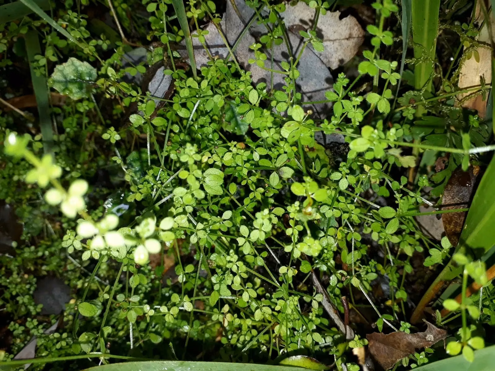 Galium Propinquum Native Plant (Galium propinquum)