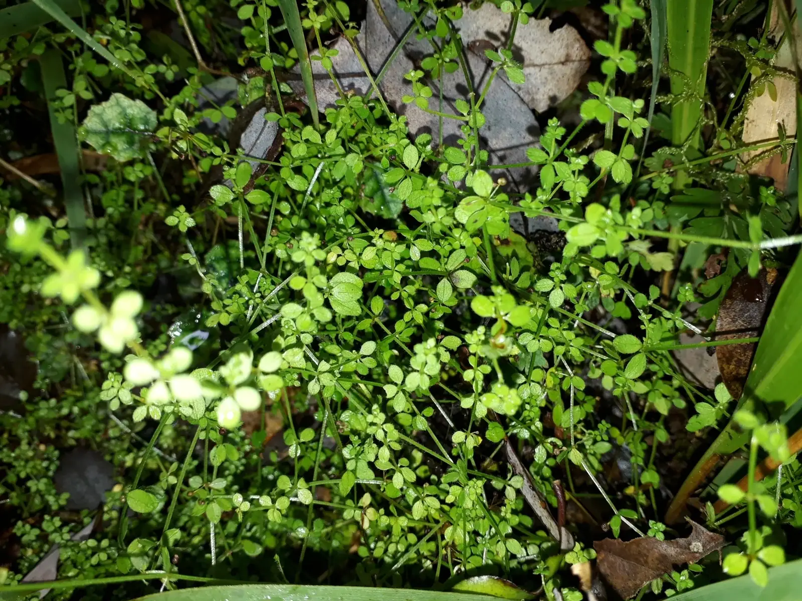 Galium Propinquum Native Plant (Galium propinquum)
