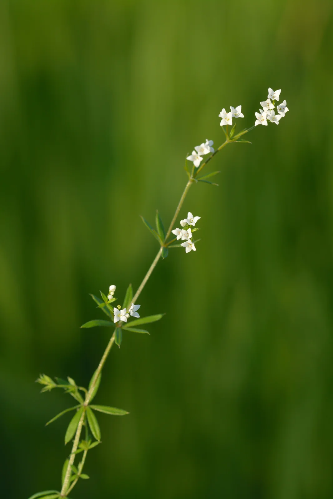 Galium Uliginosum Native Plant (Galium uliginosum)