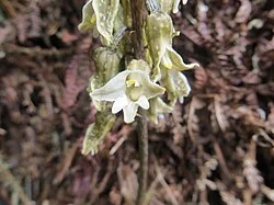 Gastrodia molloyi