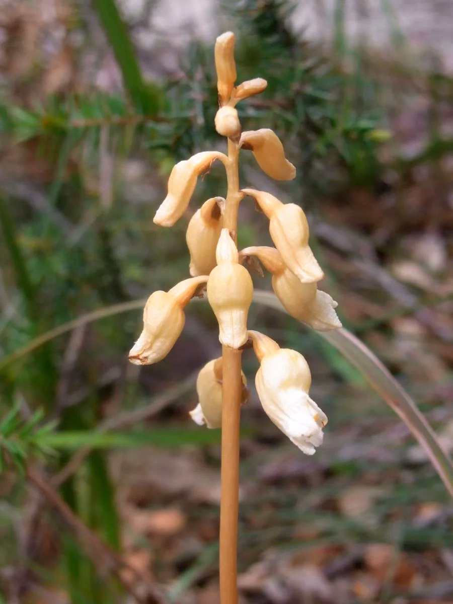 Cinnamon Bells