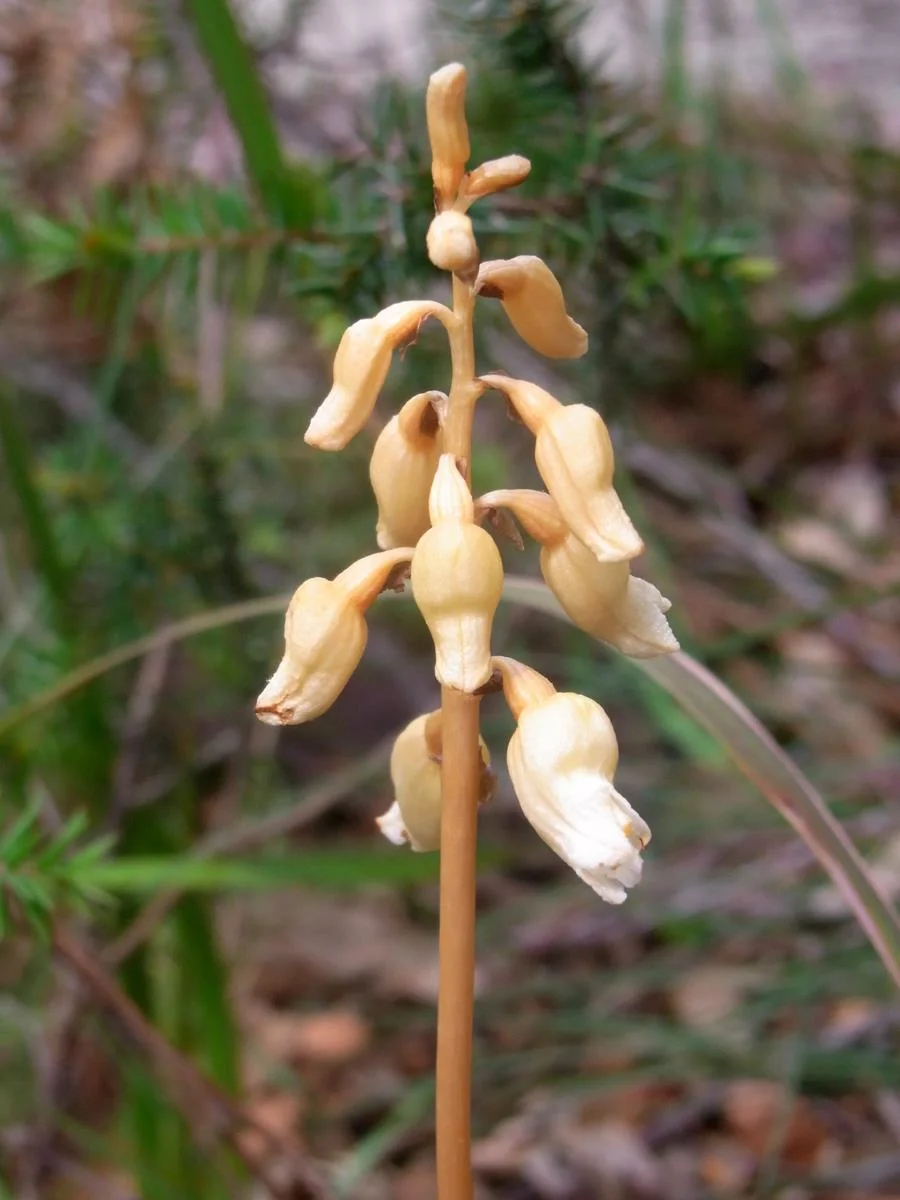 Cinnamon Bells (Gastrodia sesamoides) hero image