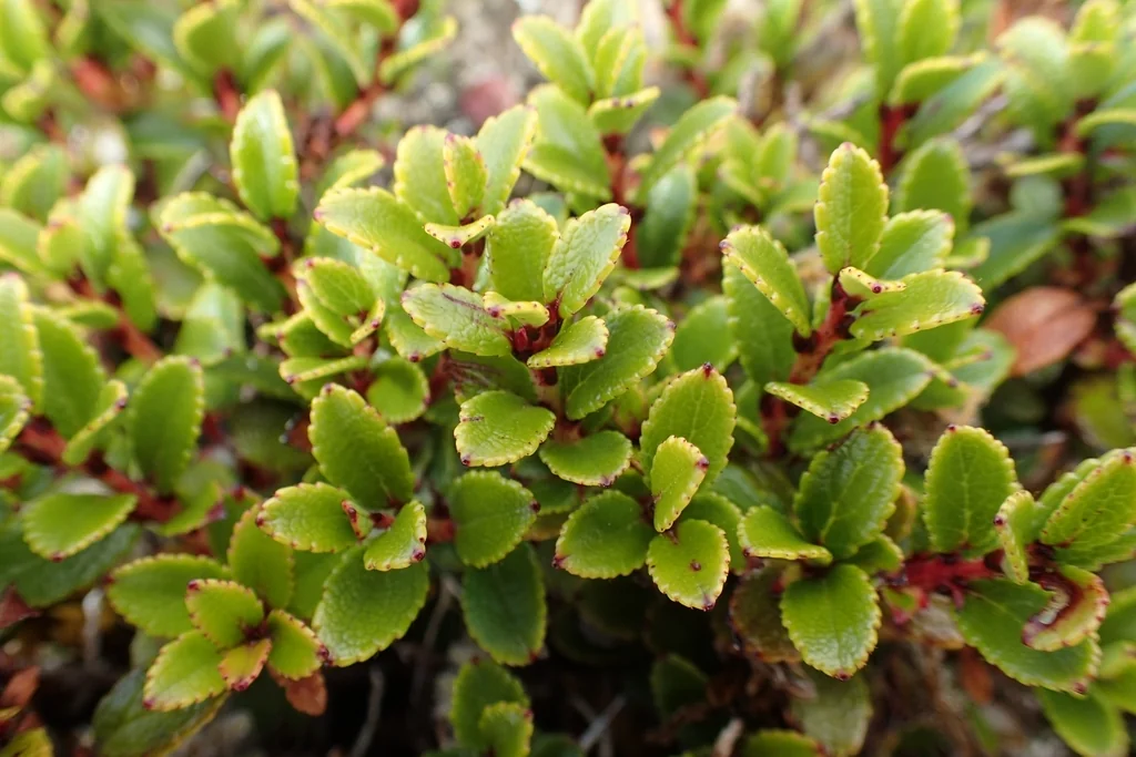 Gaultheria Crassa Native Plant (Gaultheria crassa)
