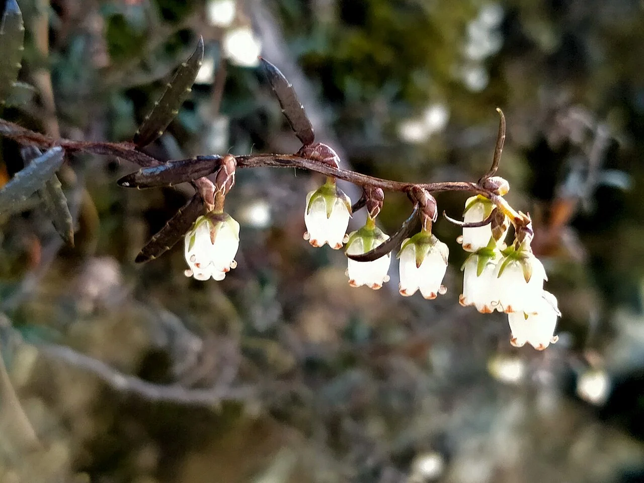 Large Stigma Snowberry (Gaultheria macrostigma) showing its sprawling growth habit and small toothed leaves