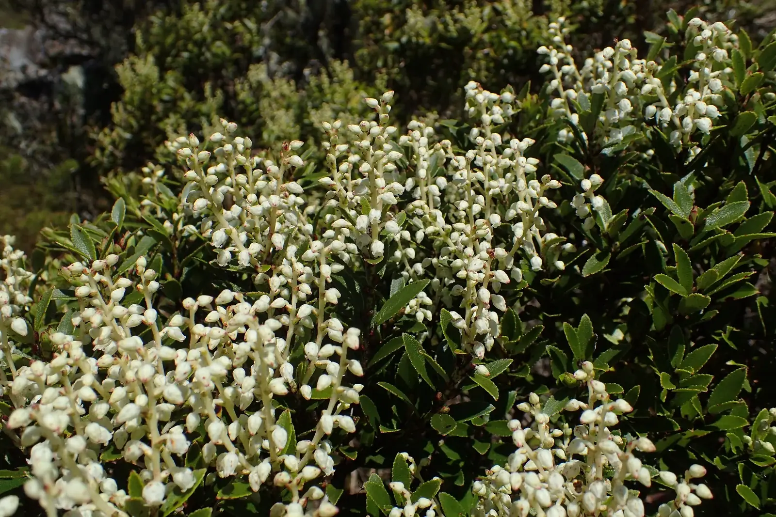 Gaultheria Rupestris Native Plant (Gaultheria rupestris)
