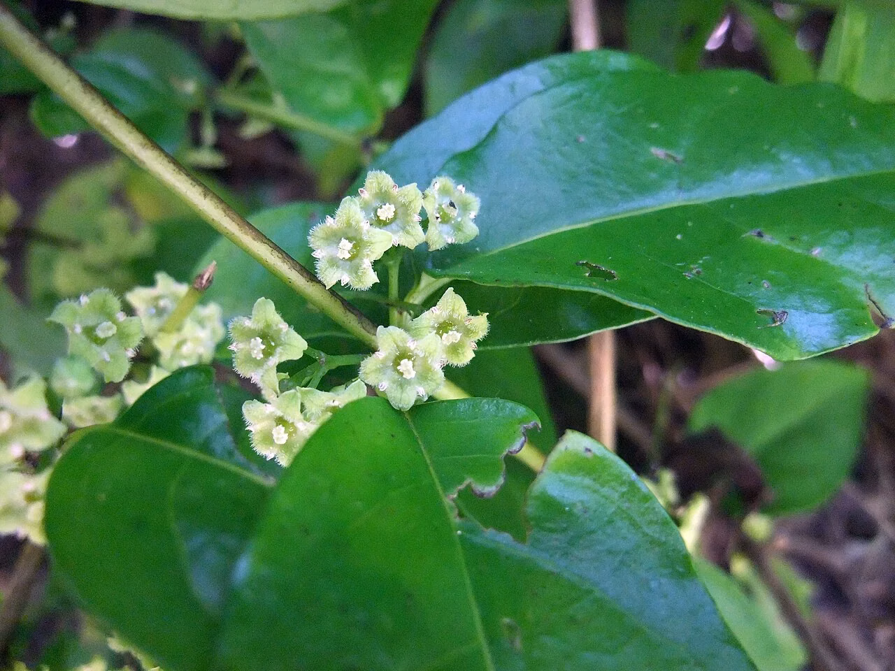 Hangehange (Geniostoma ligustrifolium)