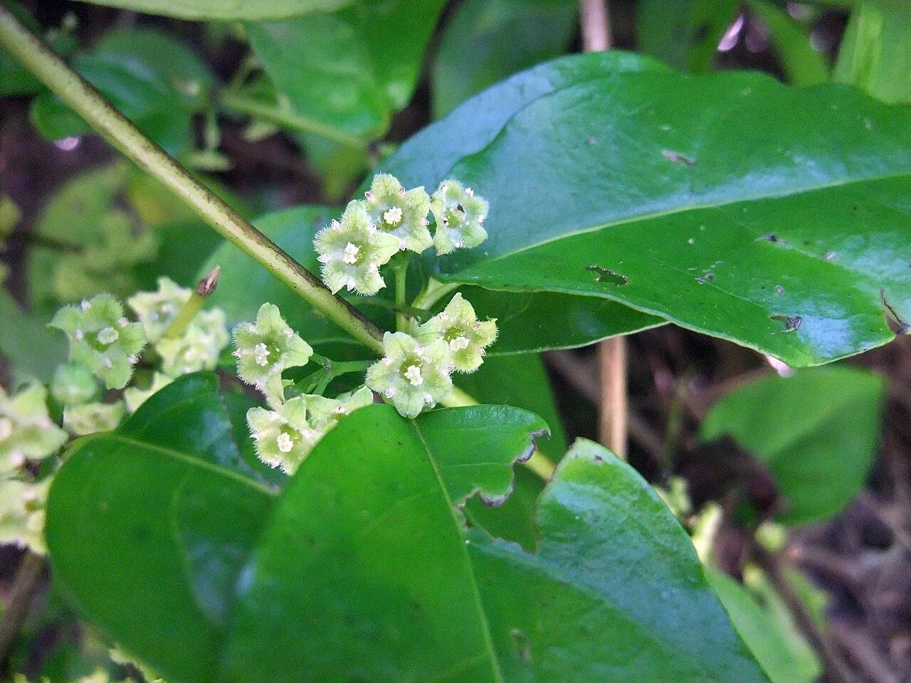 Hangehange (Geniostoma ligustrifolium) featuring its lush, glossy lime-green foliage