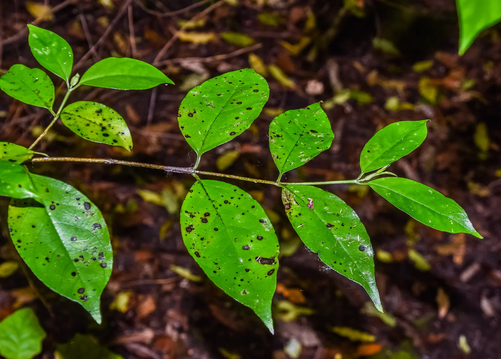 Geniostoma Rupestre Native Plant (Geniostoma rupestre)