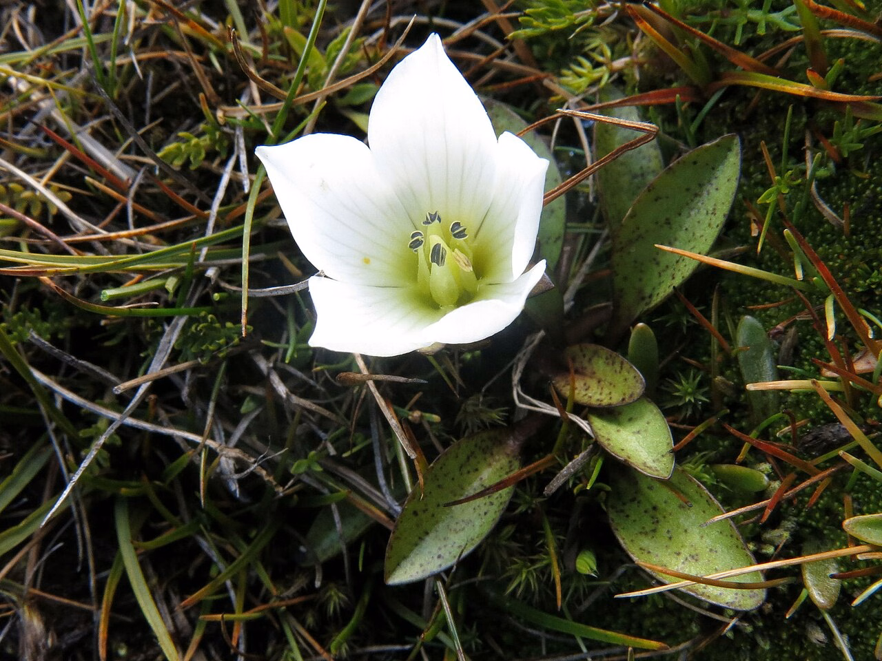 Gentianella amabilis (Gentianella amabilis)