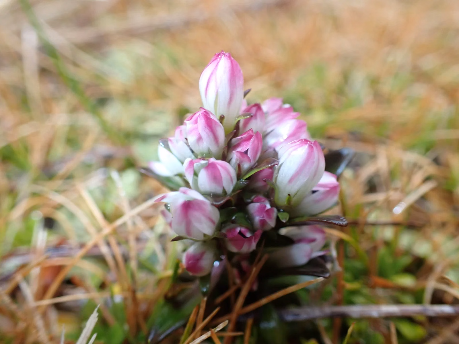 Gentianella Antarctica Native Plant (Gentianella antarctica)
