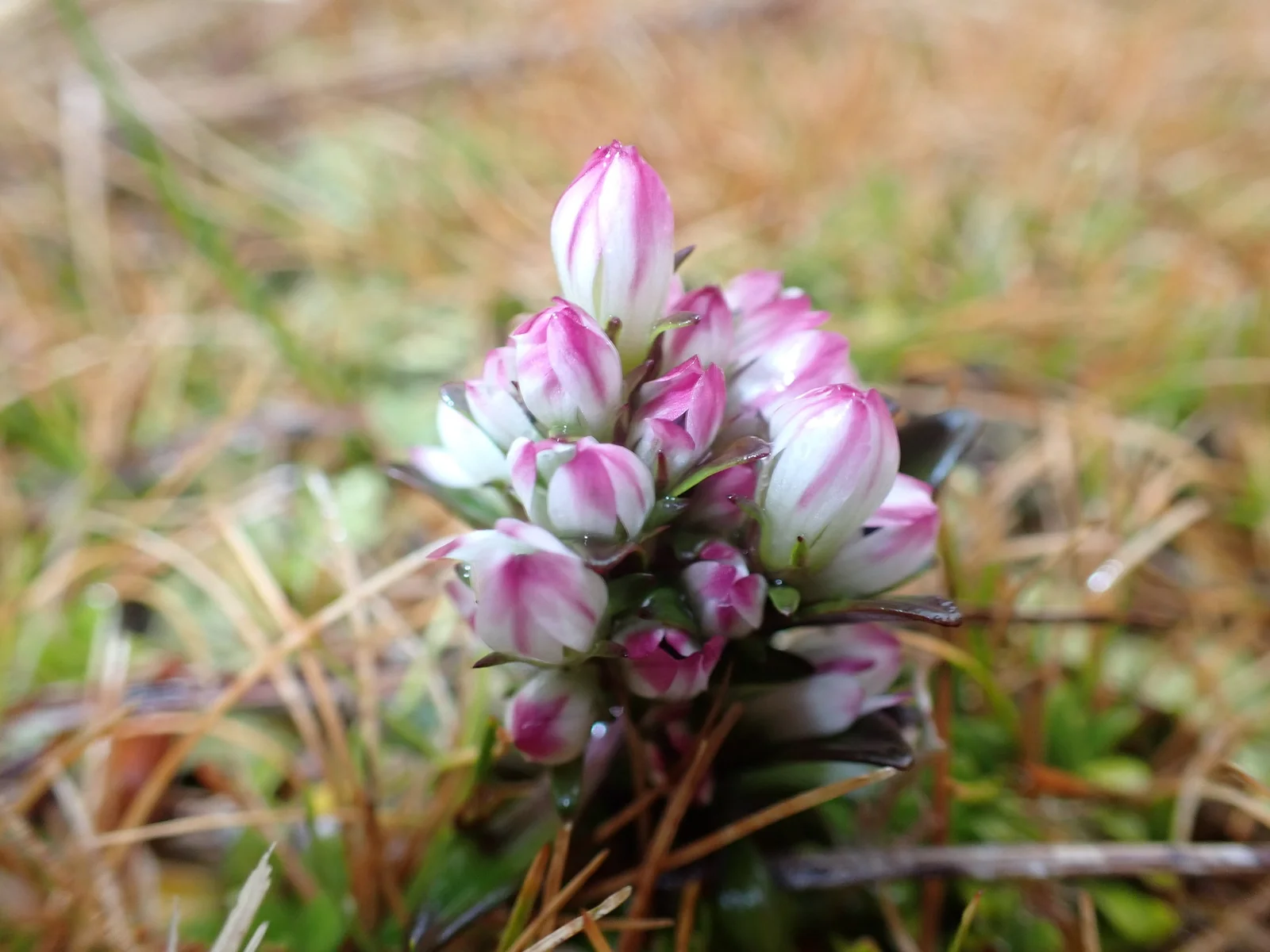 Gentianella Antarctica Native Plant (Gentianella antarctica)
