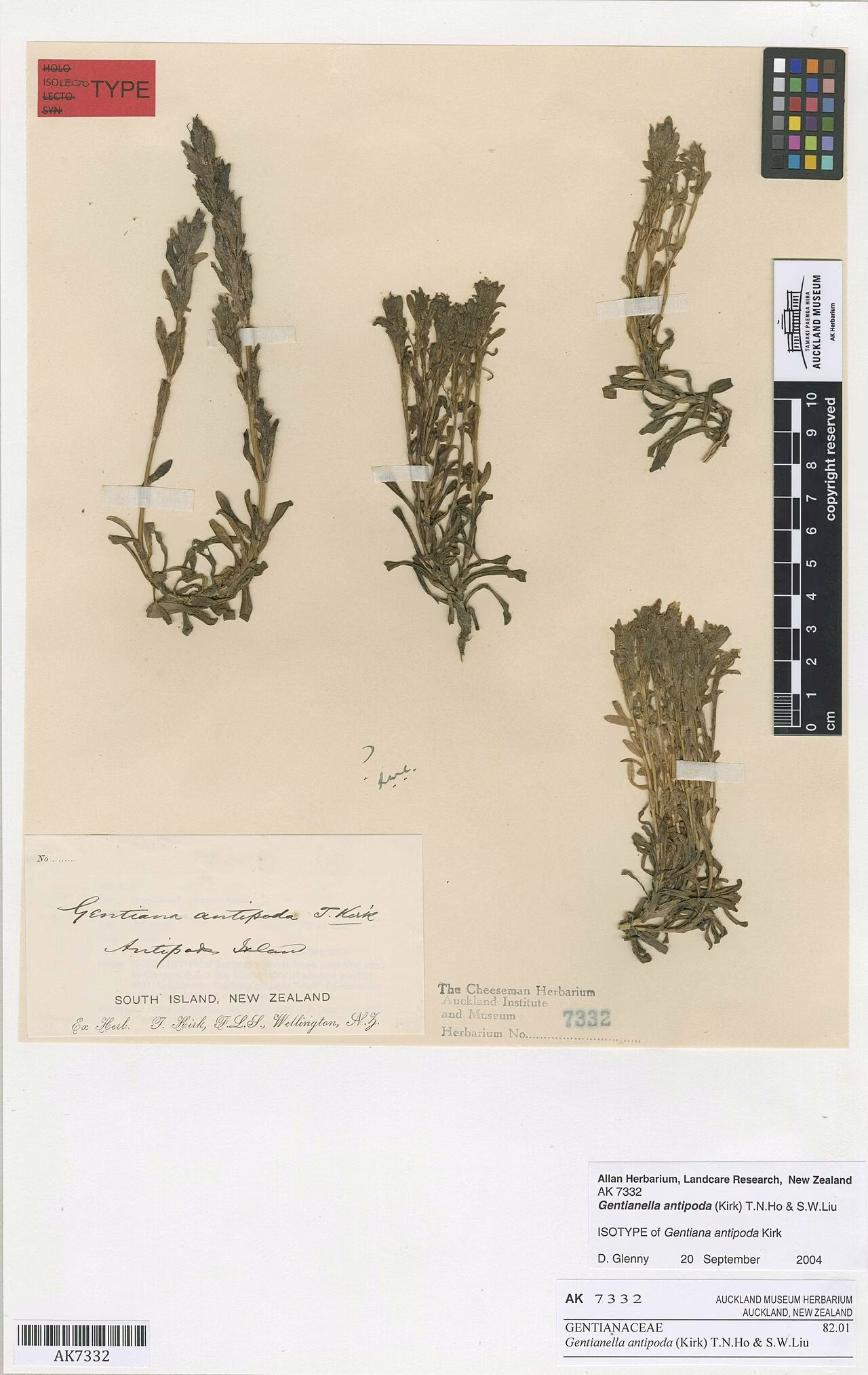 Gentianella antipoda (Gentianella antipoda)