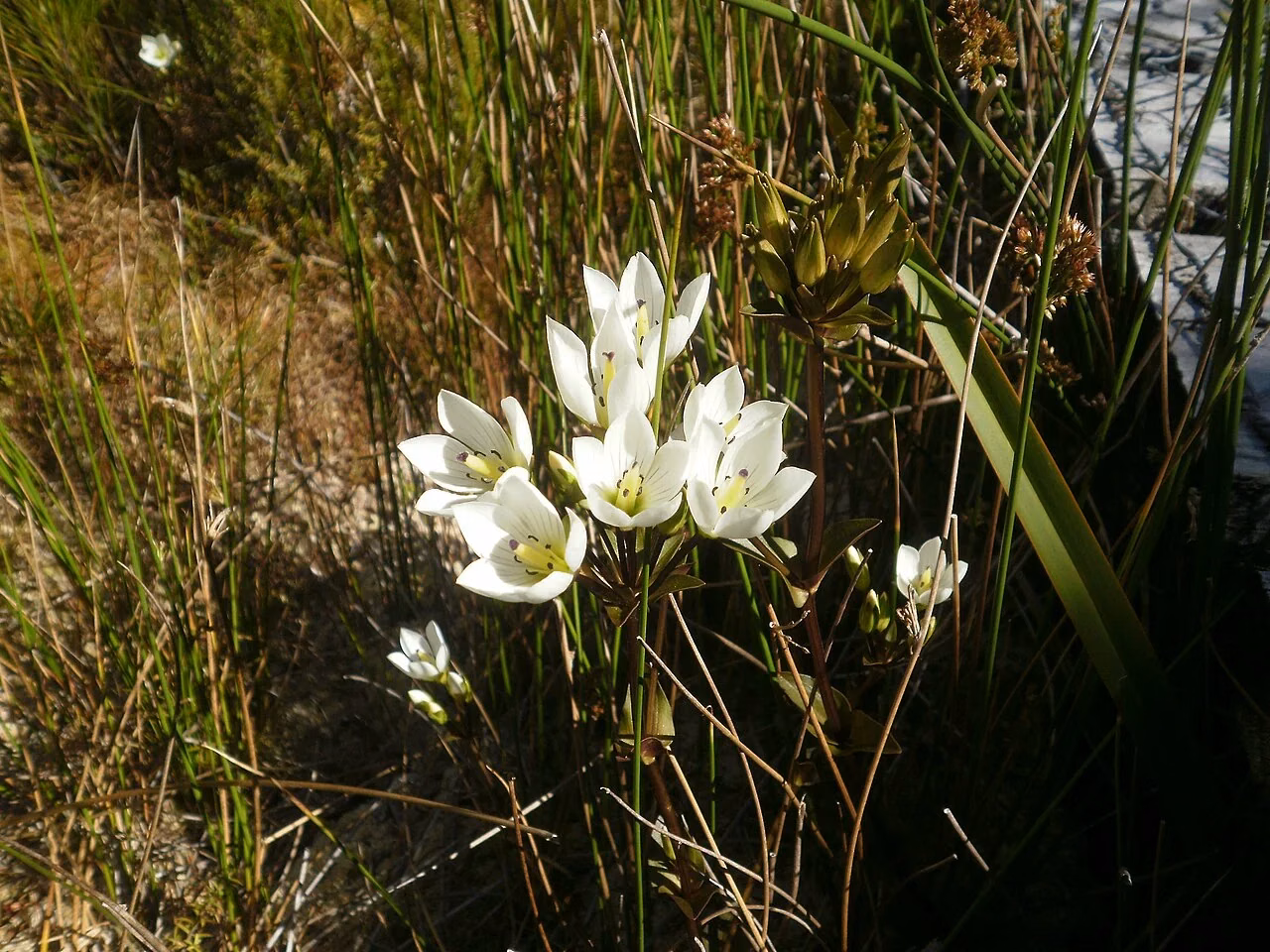Mountain Gentian (Gentianella bellidifolia)