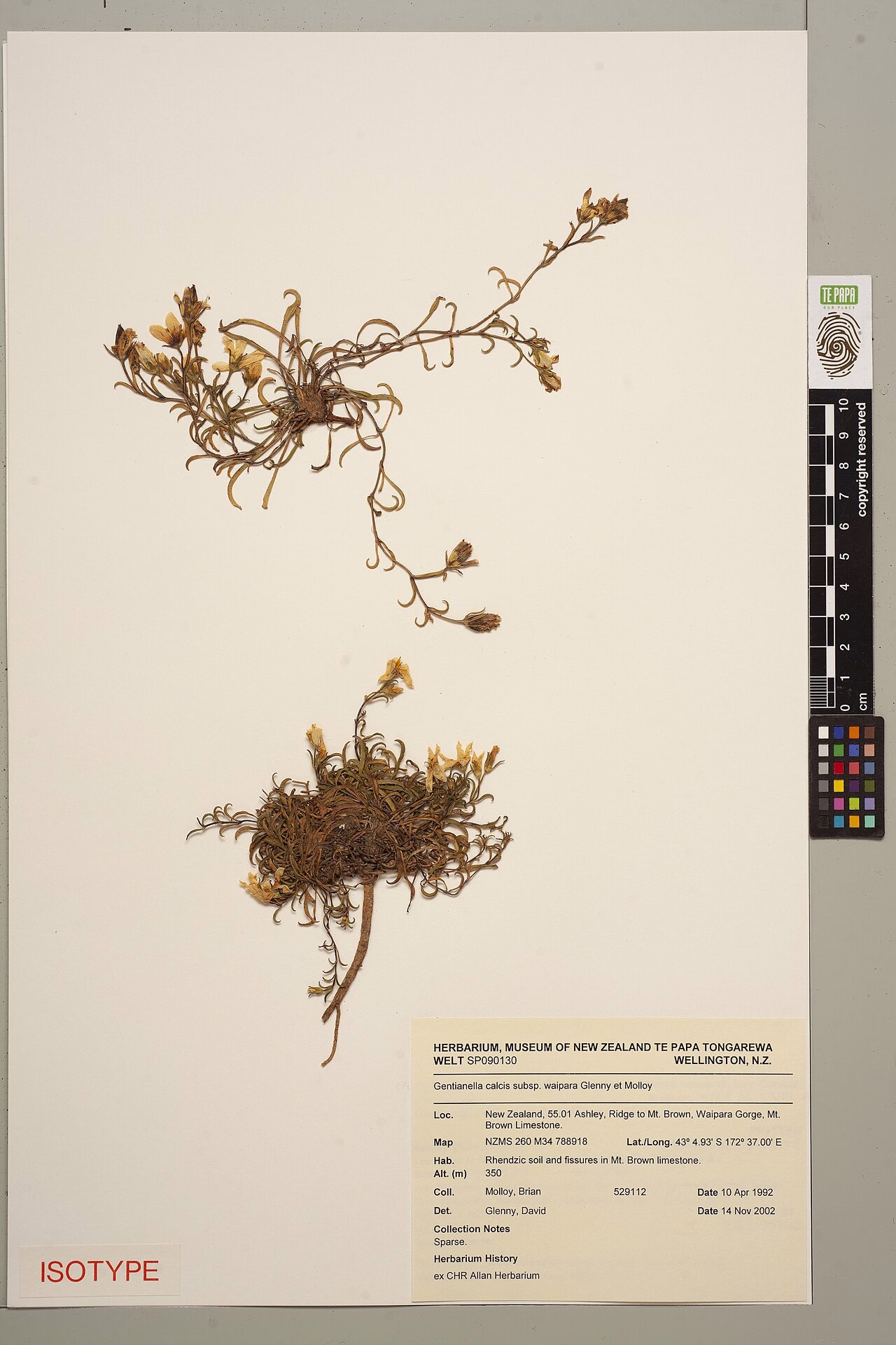 Gentianella calcis subsp. waipara (Gentianella calcis subsp. waipara)