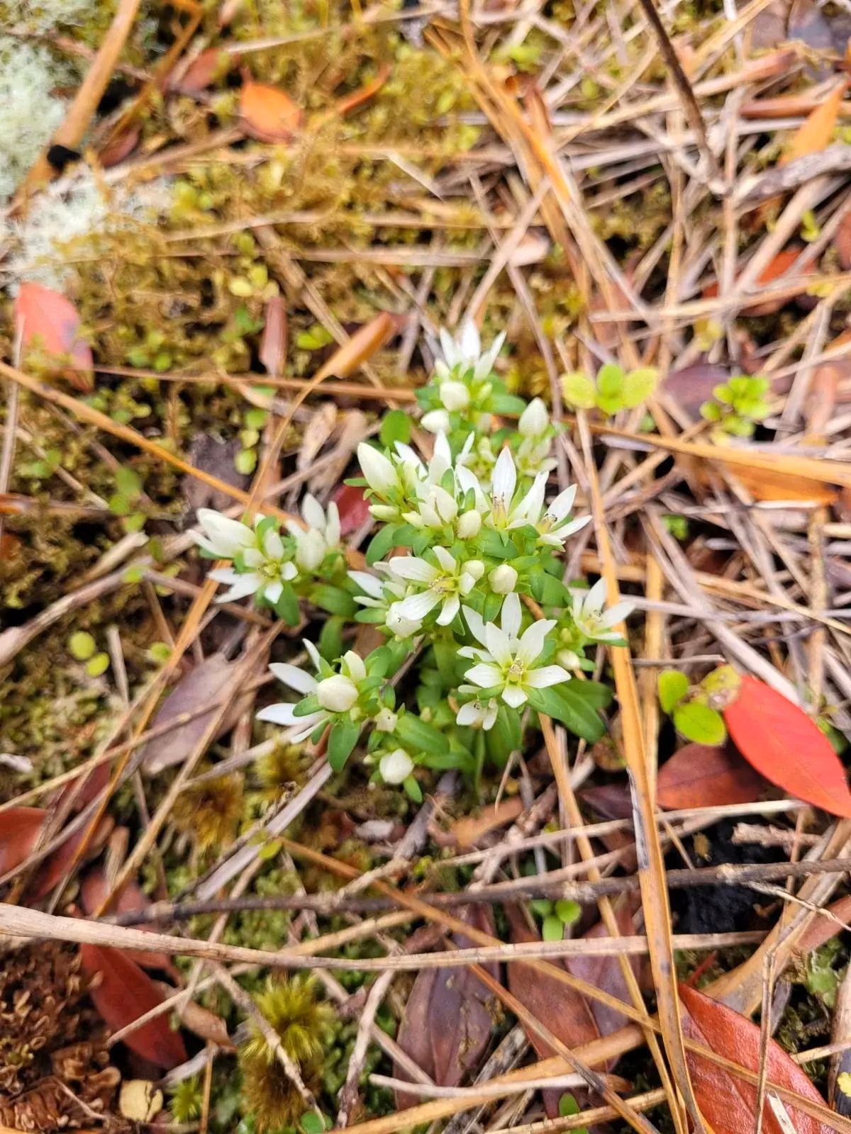 Gentianella Cerina Native Plant (Gentianella cerina)