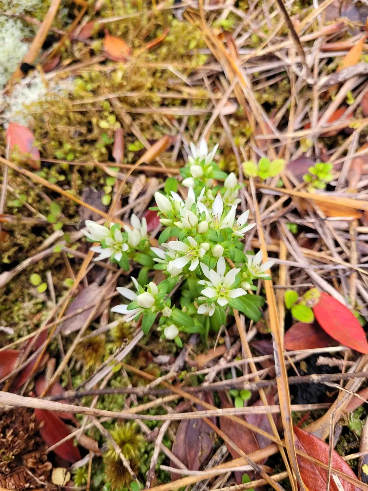Gentianella Cerina Native Plant (Gentianella cerina)