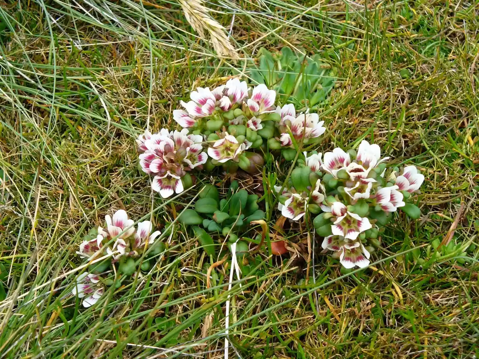 Gentianella Concinna Native Plant (Gentianella concinna)