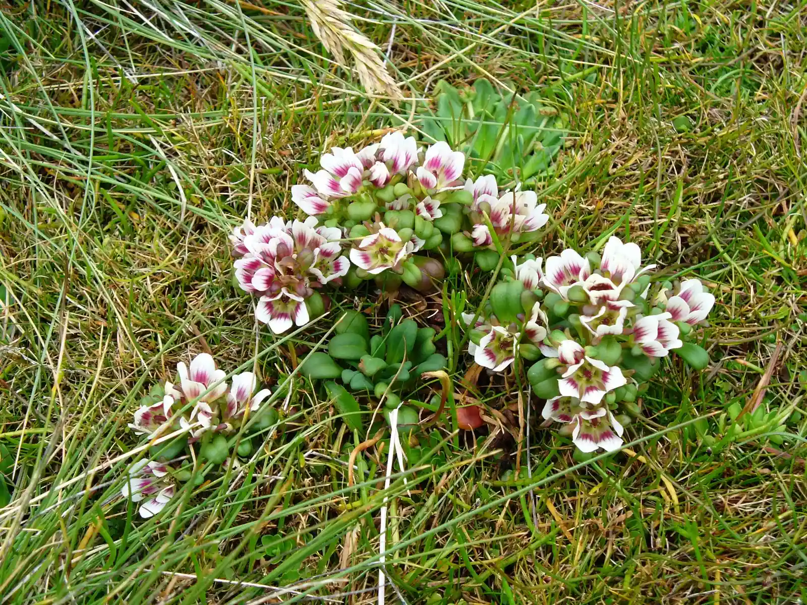 Gentianella Concinna Native Plant (Gentianella concinna)