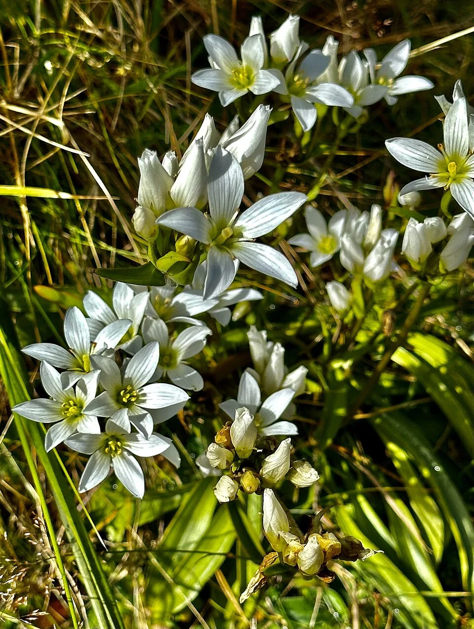 Tall Gentian