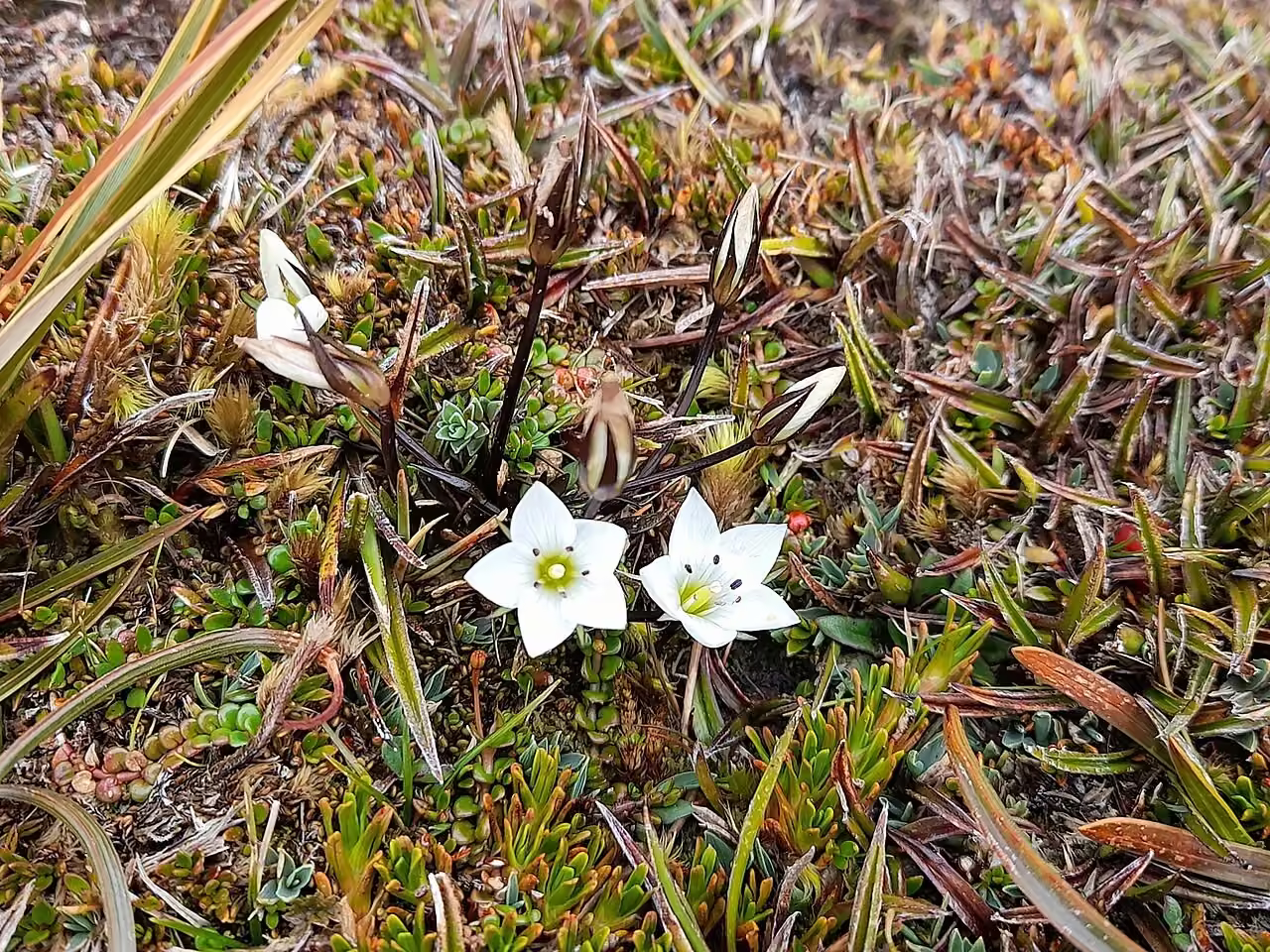 Gentianella gibbsii (Gentianella gibbsii)