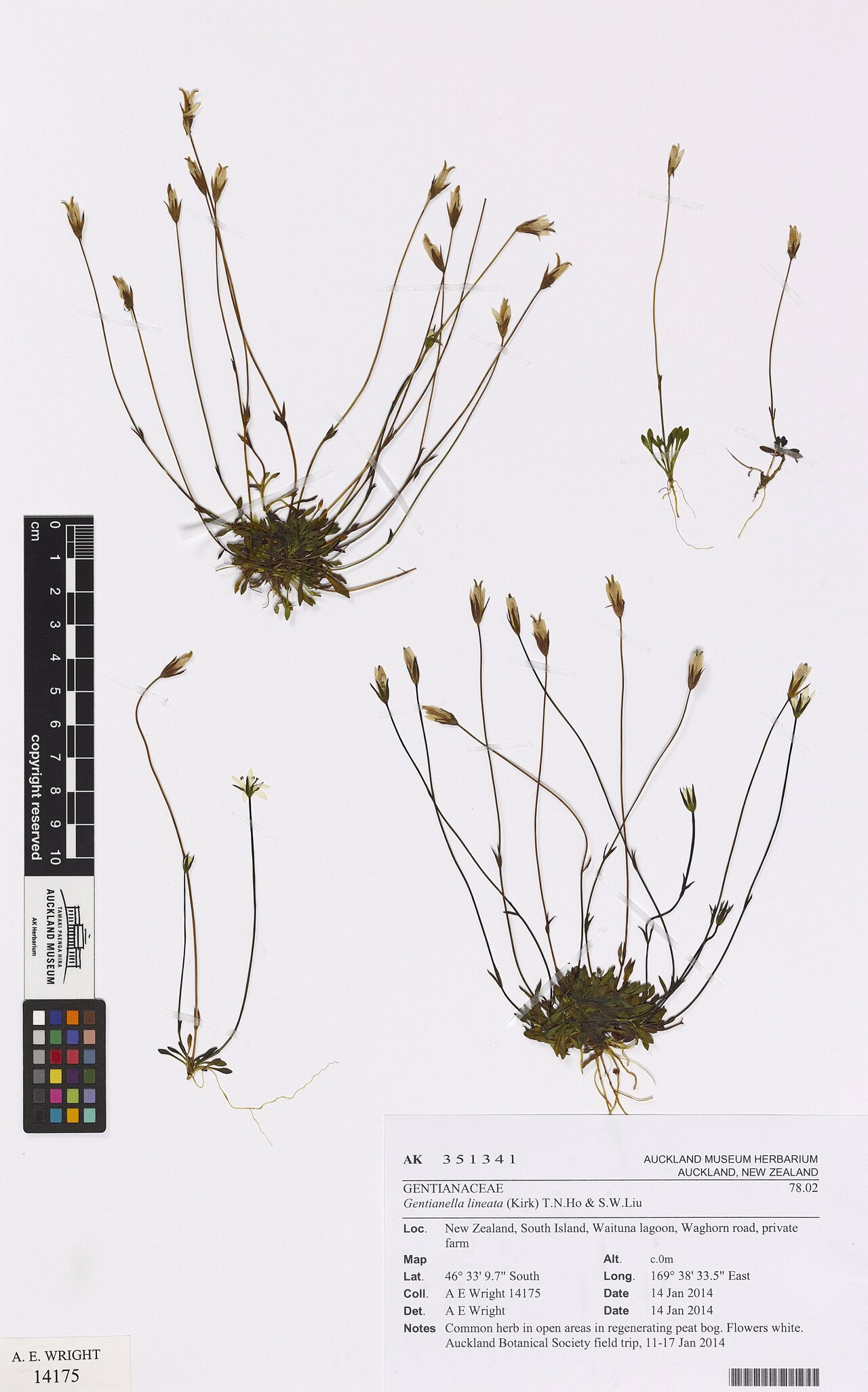 Gentianella lineata (Gentianella lineata) hero image
