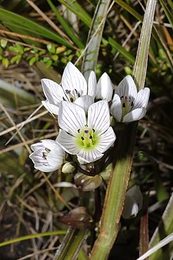Mountain Gentian (Gentianella montana) hero image