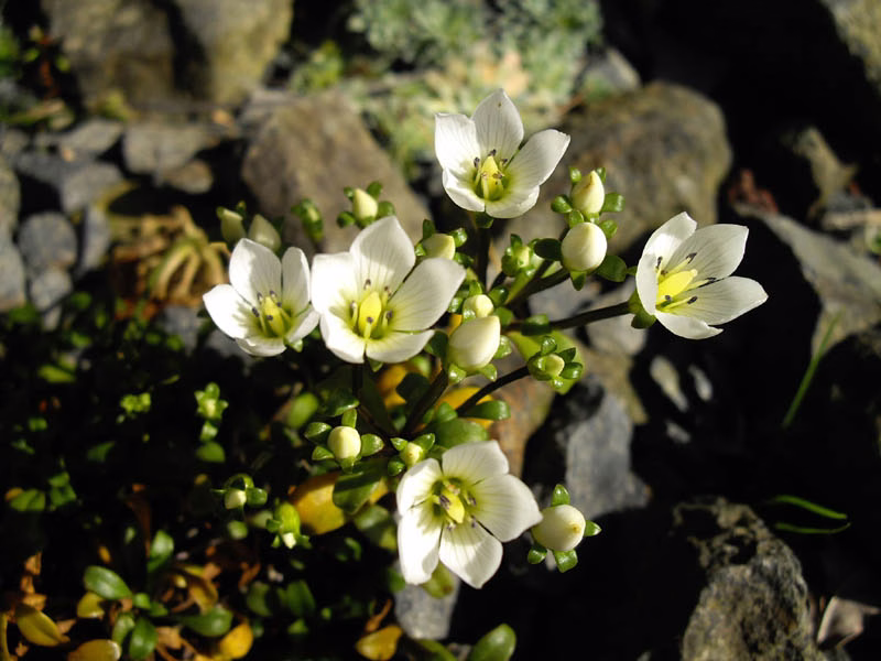 Gentianella saxosa (Gentianella saxosa)