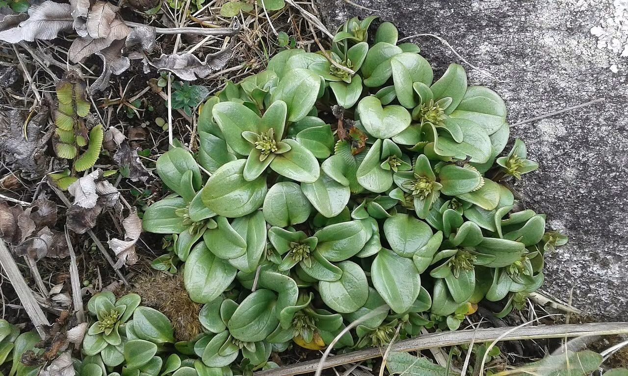 Gentianella scopulorum (Gentianella scopulorum)