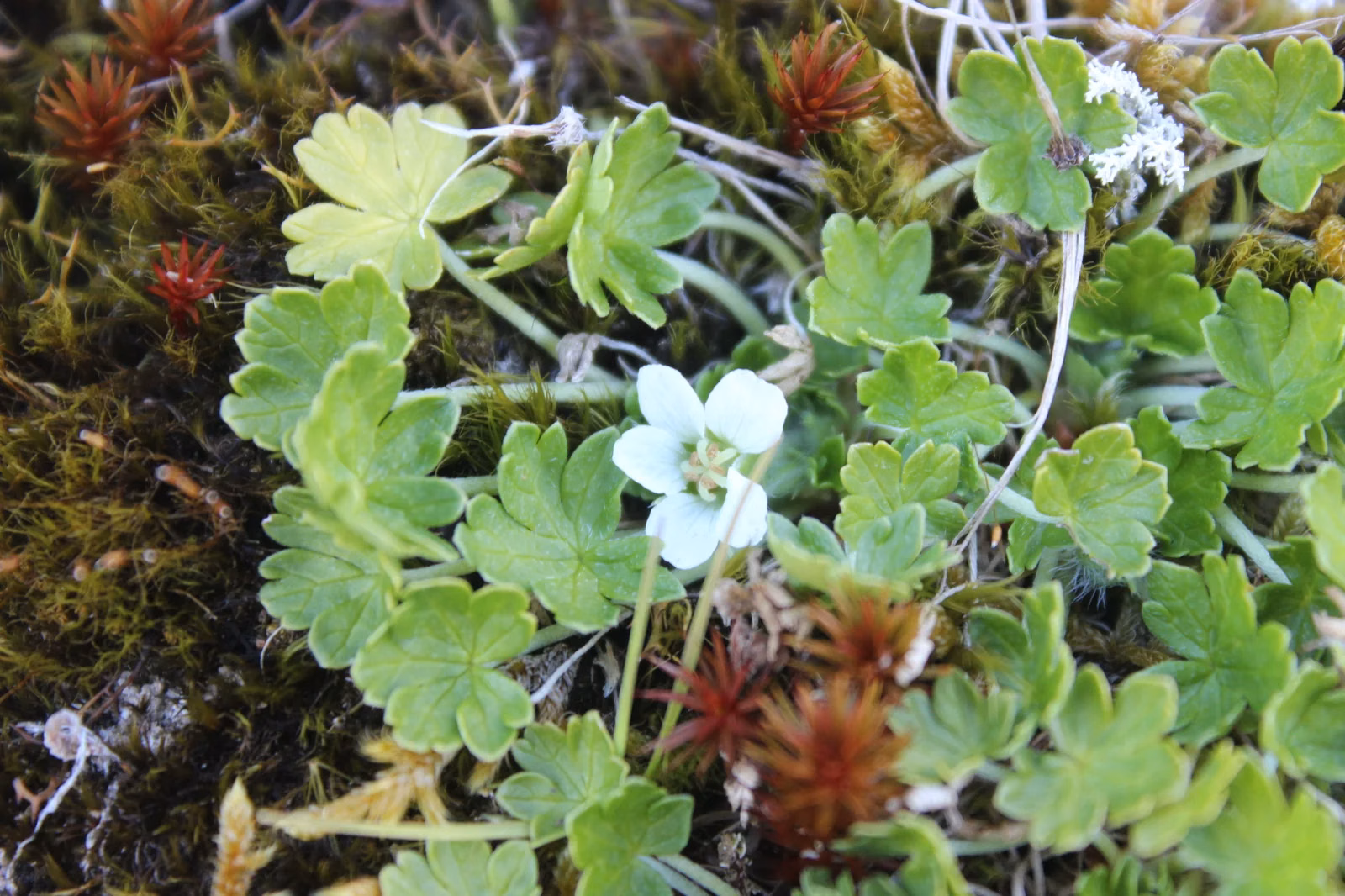 Geranium Brevicaule Native Plant (Geranium brevicaule)