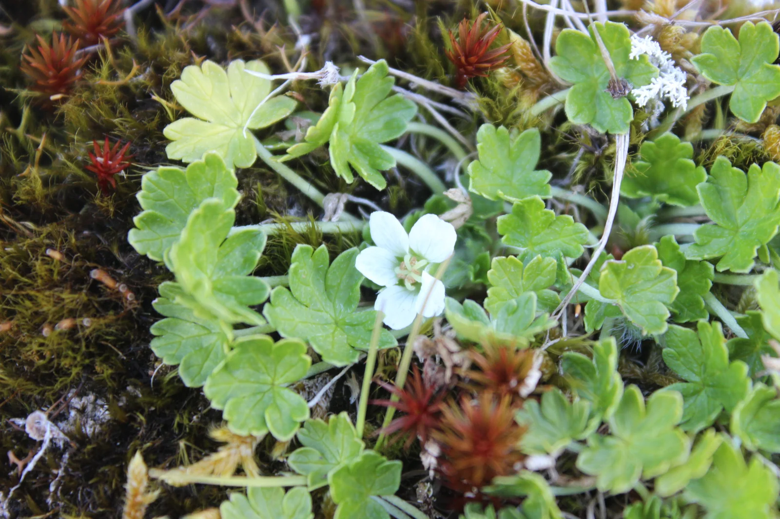 Geranium Brevicaule Native Plant (Geranium brevicaule)