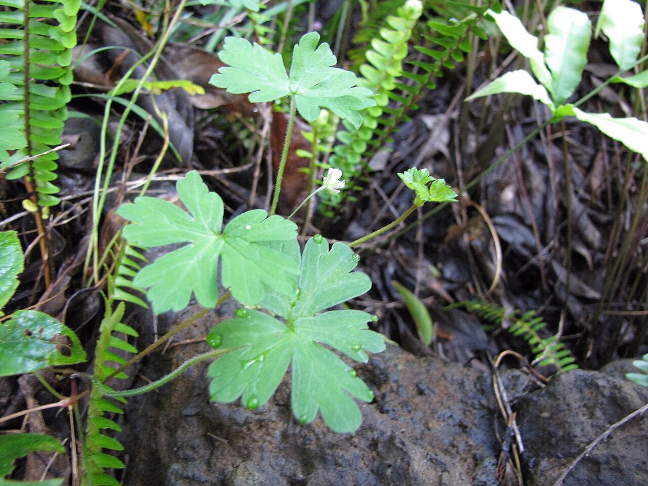 Geranium homeanum (Geranium homeanum)