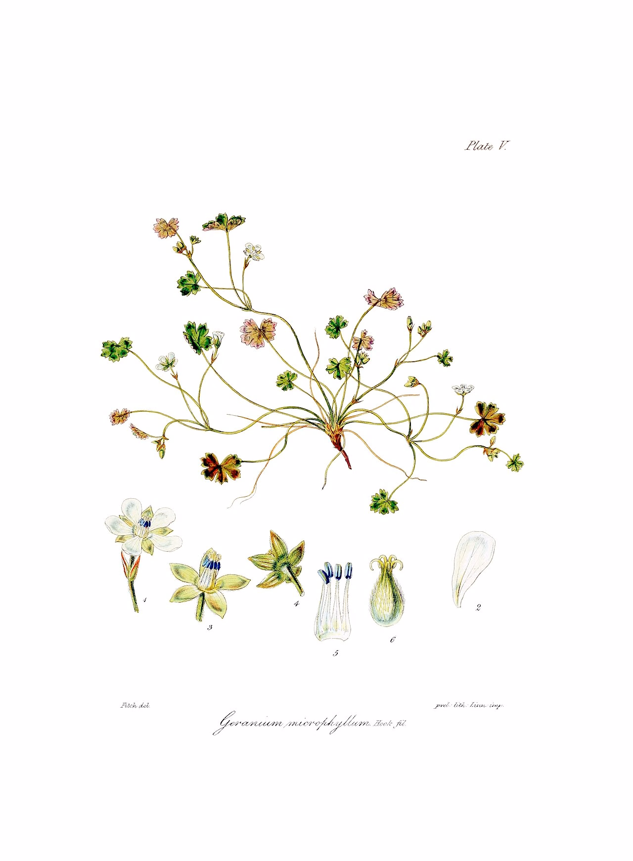 Geranium microphyllum (Geranium microphyllum)