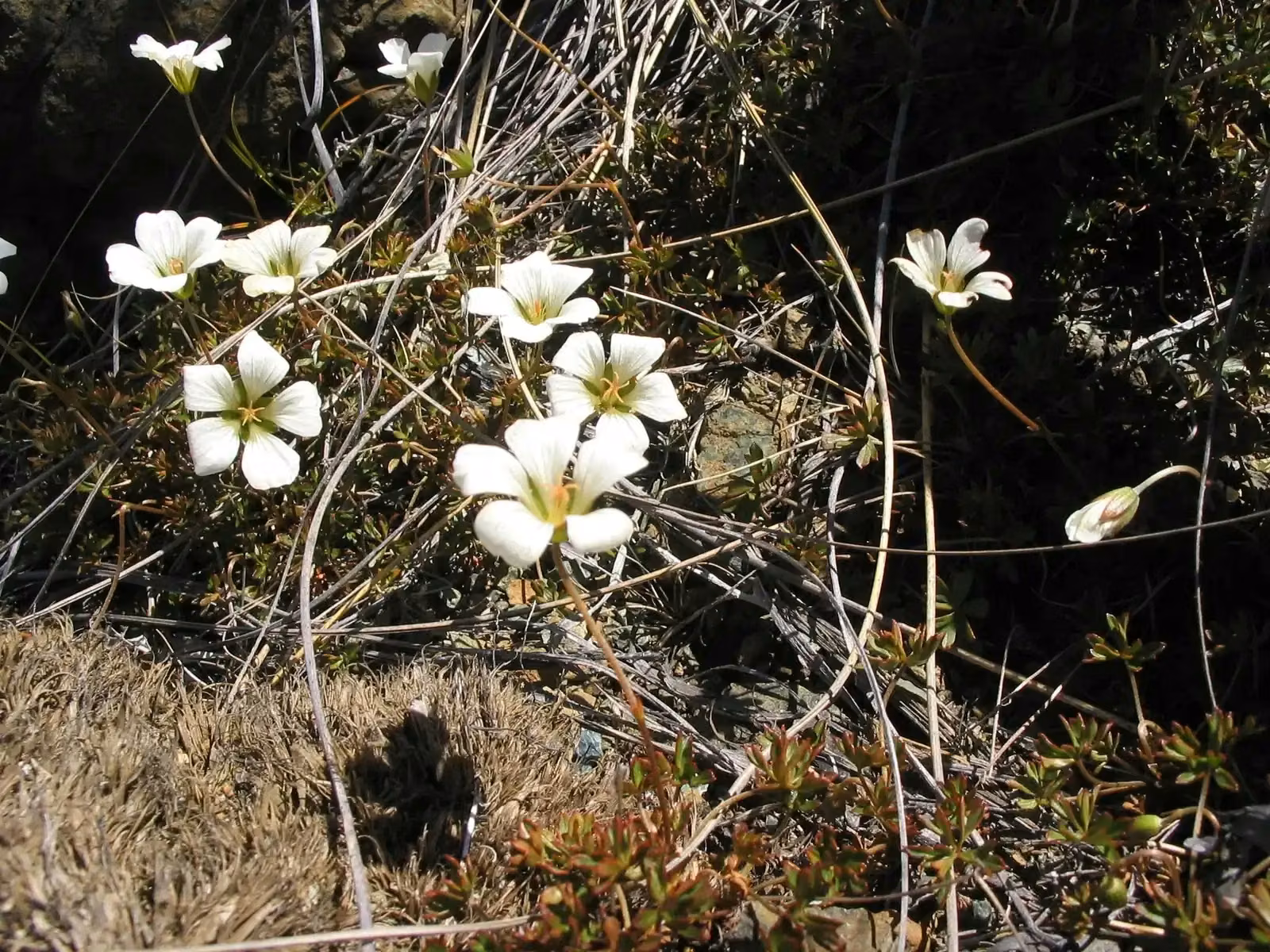 Geranium Rubricum Native Plant (Geranium rubricum)