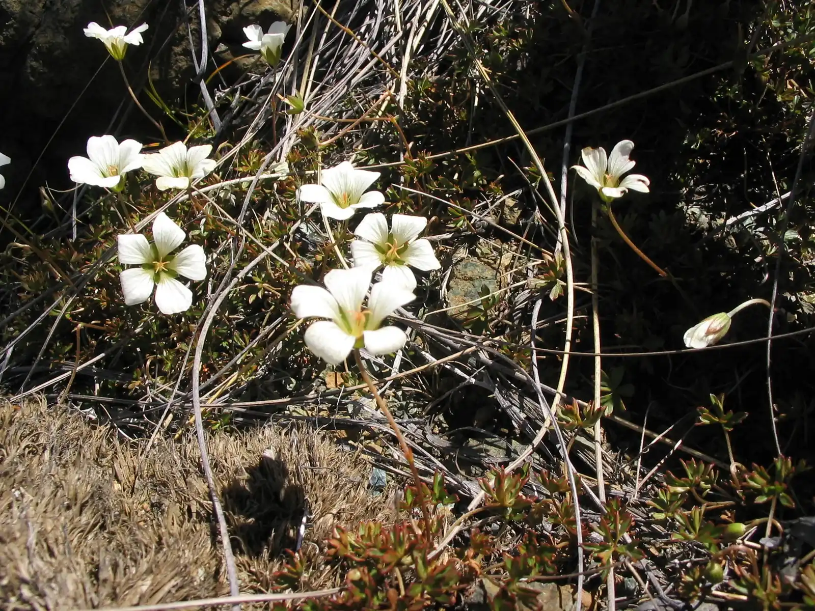 Geranium Rubricum Native Plant (Geranium rubricum)