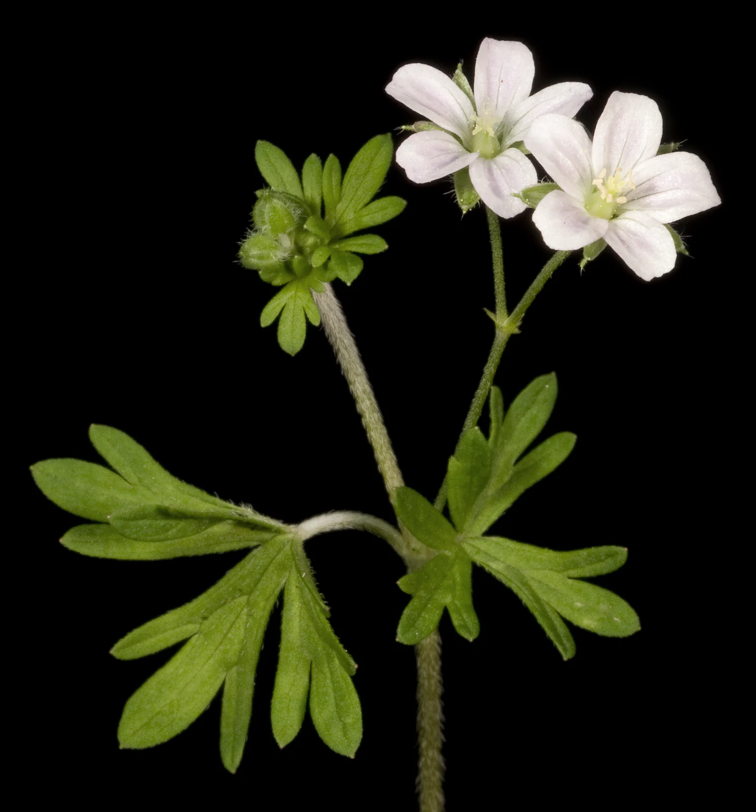 Geranium Solanderi Native Plant (Geranium solanderi)