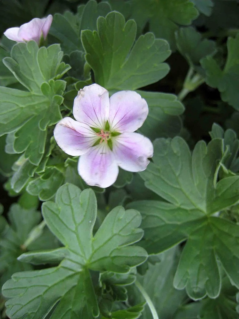 Chatham Island Geranium (Geranium traversii) showing its characteristic silvery rosette foliage and pink flowers