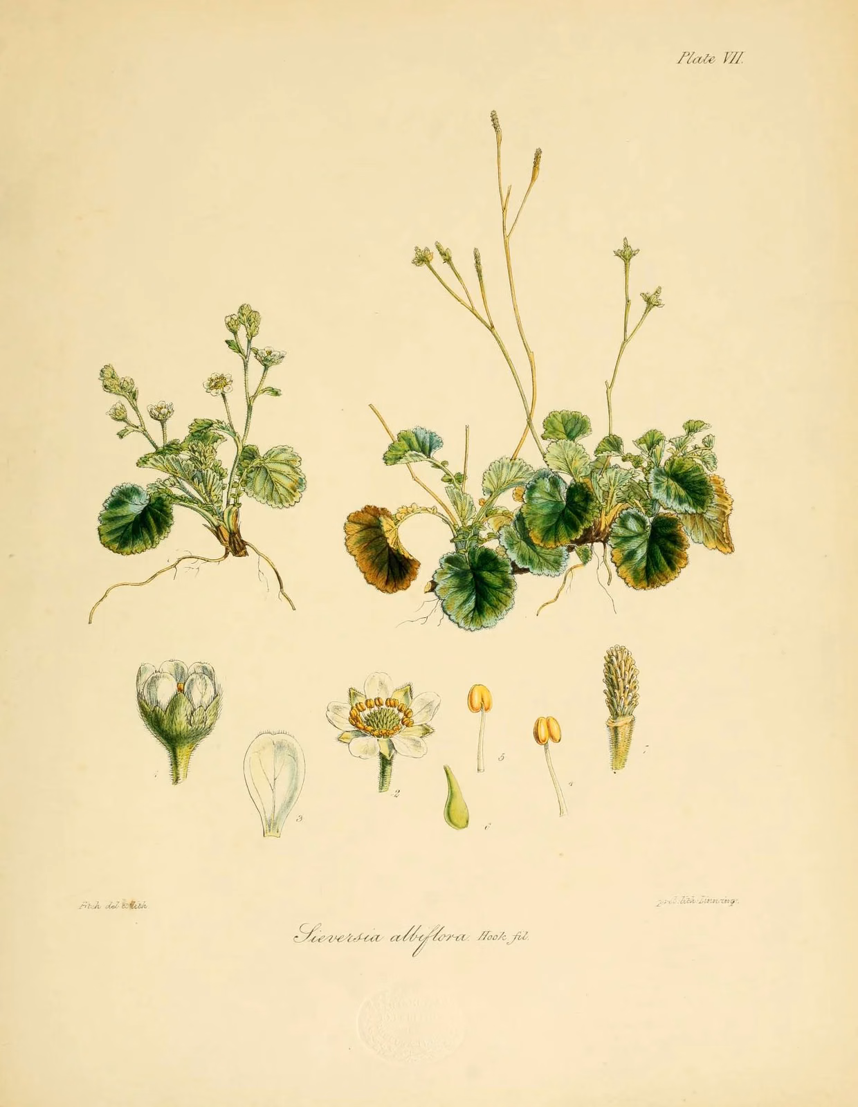 Geum Albiflorum Native Plant (Geum albiflorum)