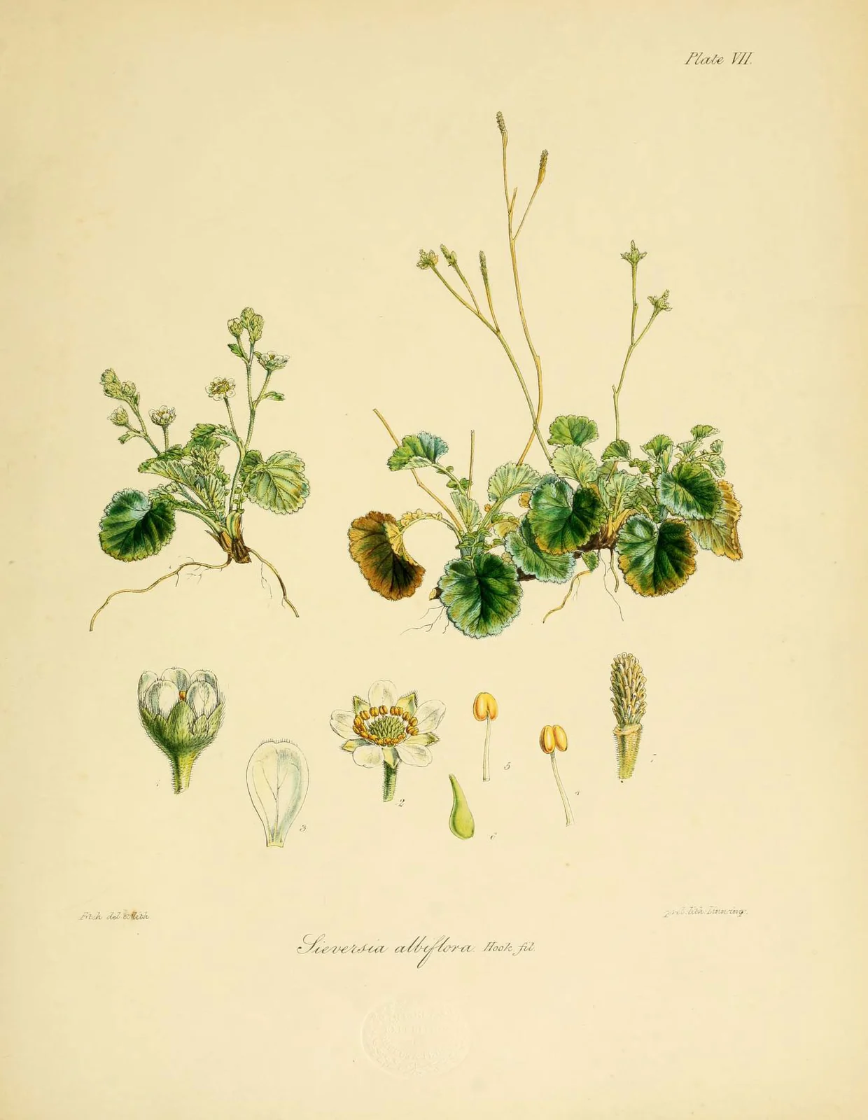 Geum Albiflorum Native Plant (Geum albiflorum)