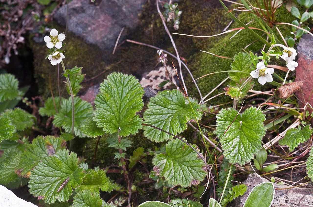 Geum cockaynei (Geum cockaynei)