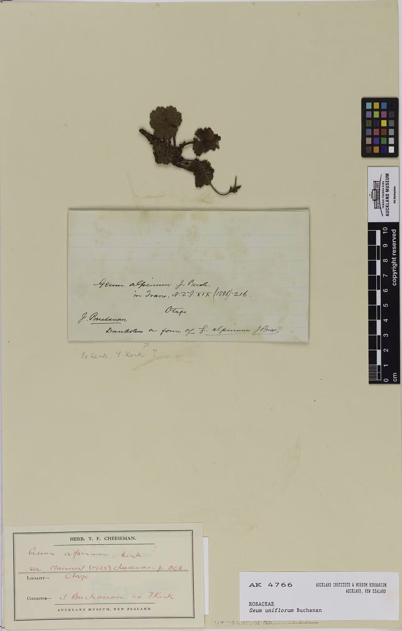 Geum uniflorum (Geum uniflorum)