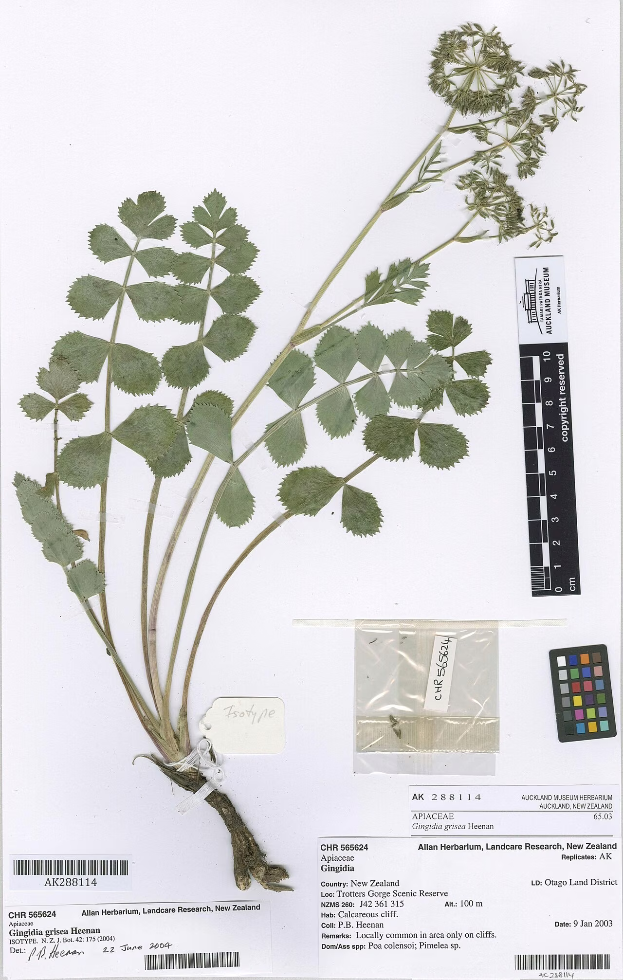Gingidia grisea (Gingidia grisea)