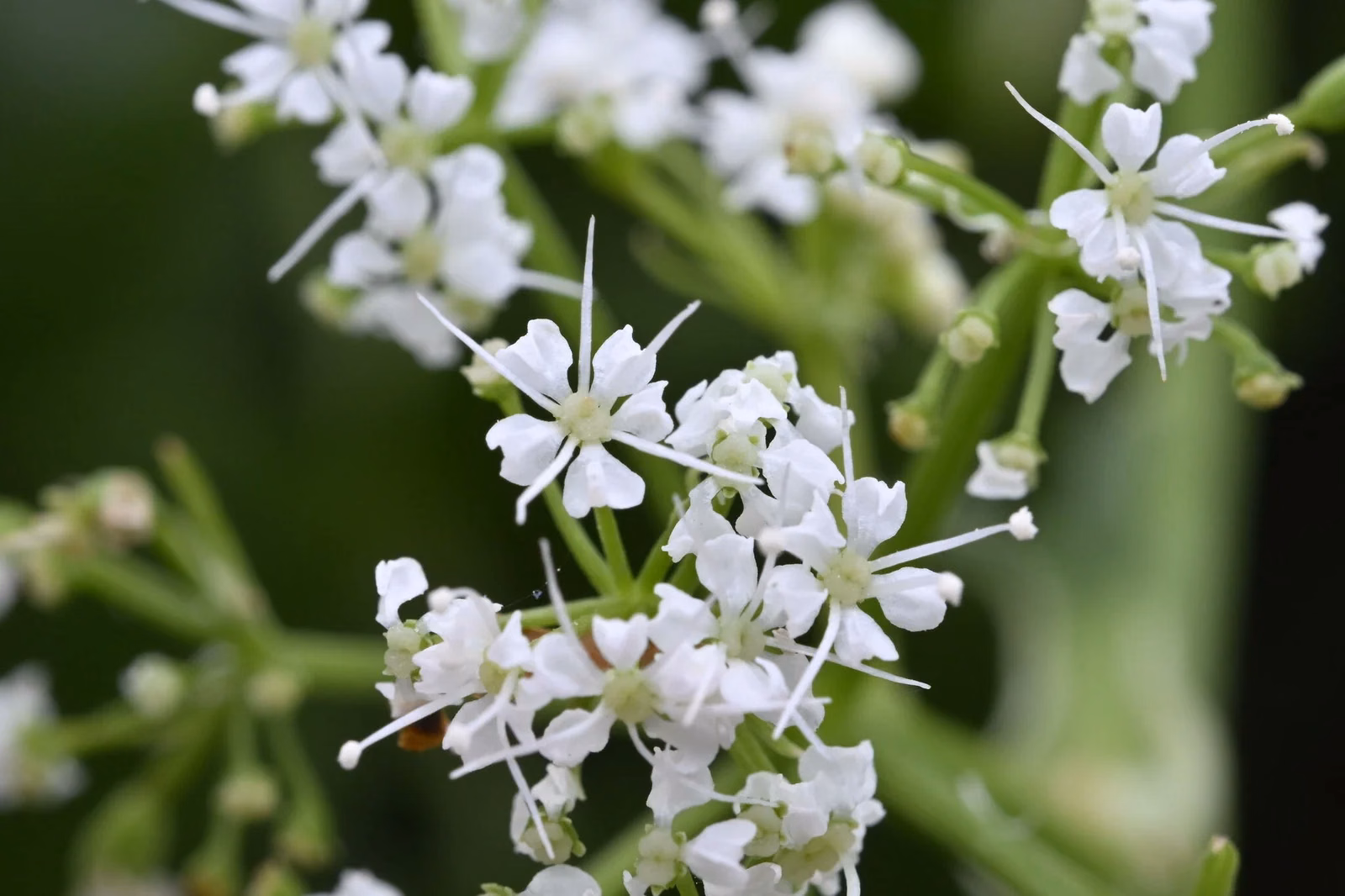 Gingidia Montana Native Plant (Gingidia montana)