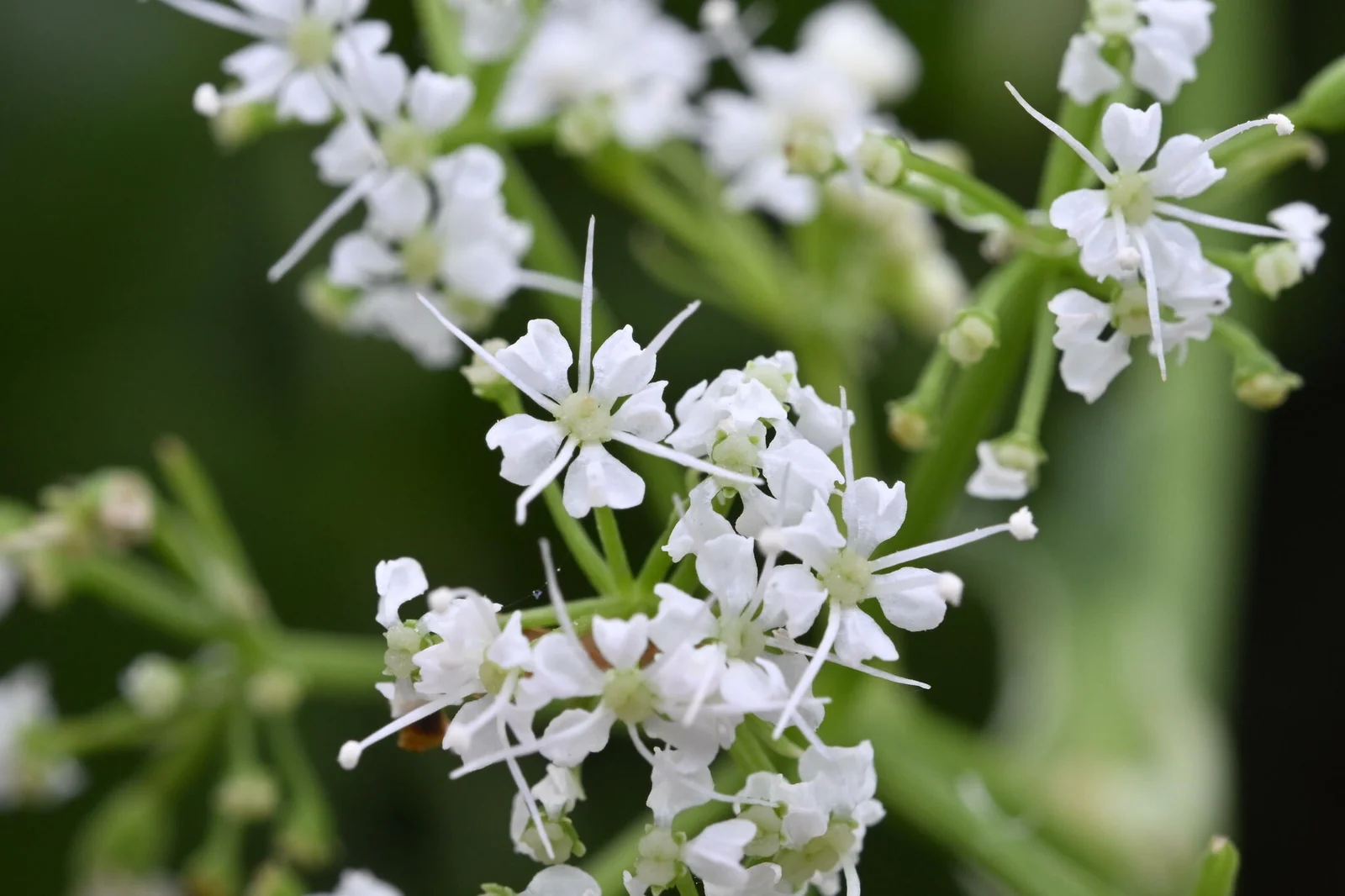 Gingidia Montana Native Plant (Gingidia montana)