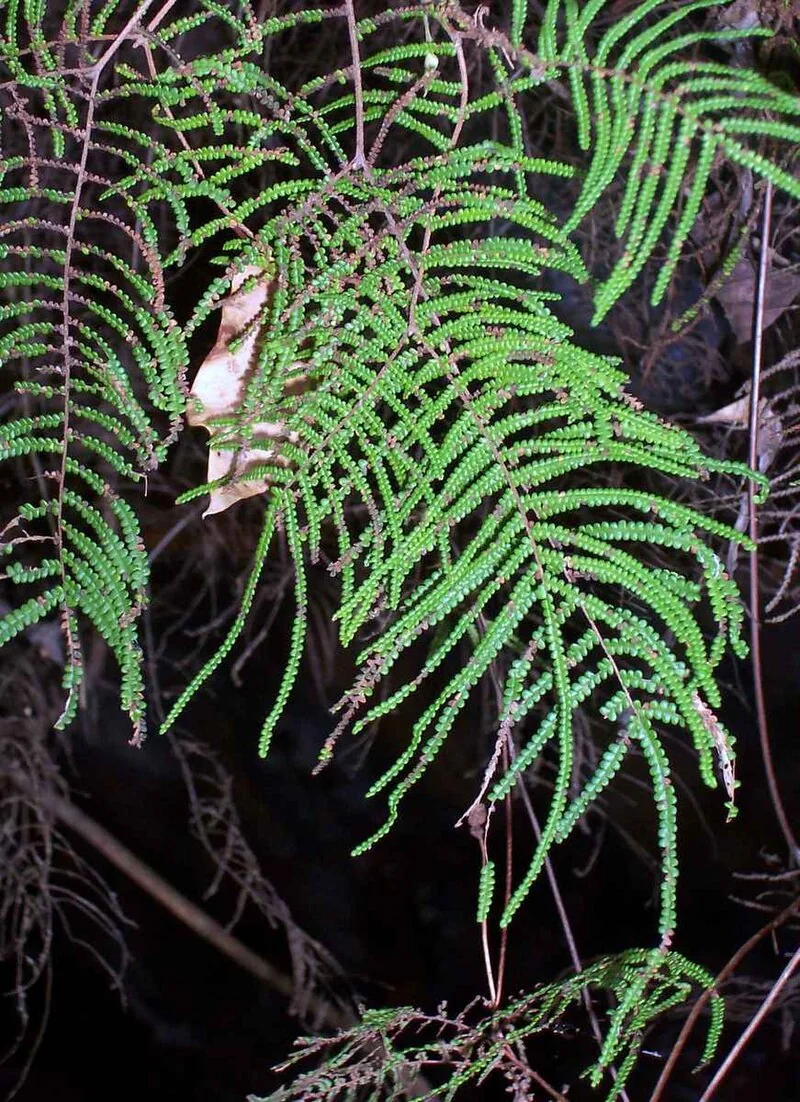 Gleichenia dicarpa with wiry fronds forming dense mats in boggy habitat
