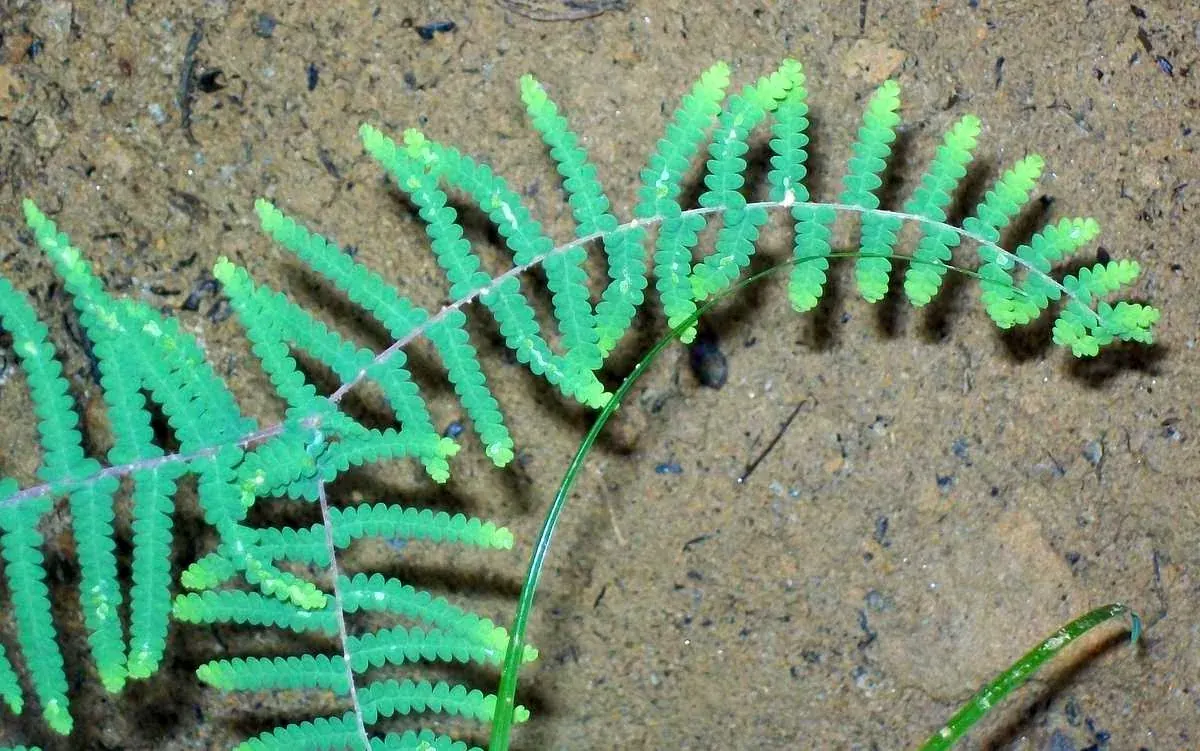 Carrier Tangle Fern (Gleichenia microphylla) showing forking leathery fronds forming a dense wiry fern tangle