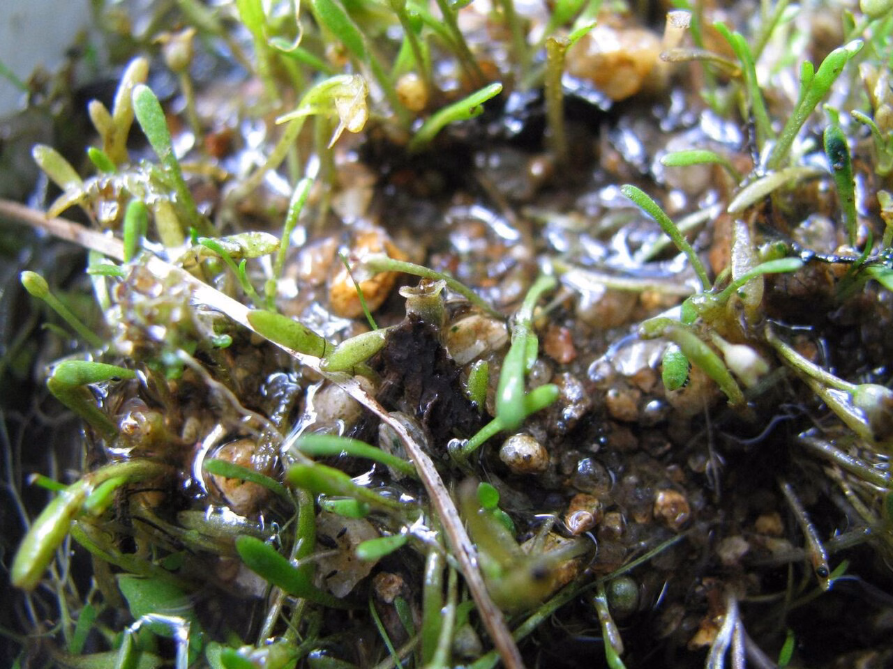 Glossostigma cleistanthum (Glossostigma cleistanthum)