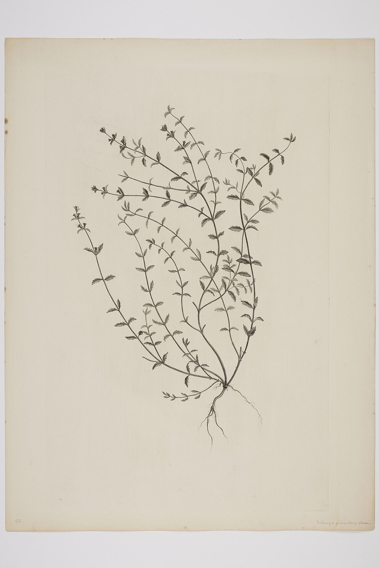 Gonocarpus montanus (Gonocarpus montanus)